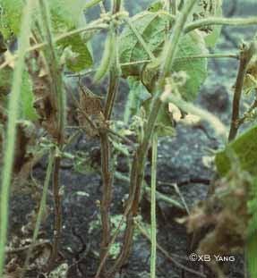 soybean D) rust B) bacterial blight of soybean