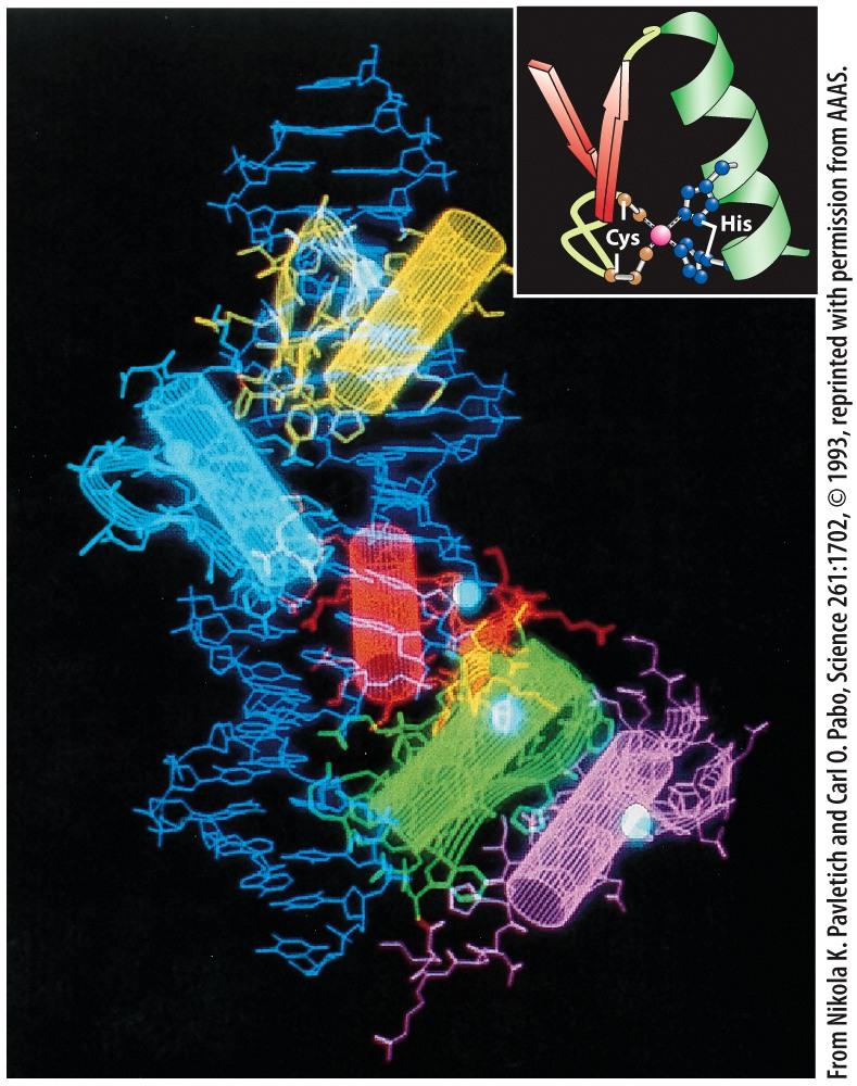 15 Transcriptional control Transcription factors Transcription factor motifs The zinc finger motif zinc ion of each finger is held in place by two cysteines and two histidines.