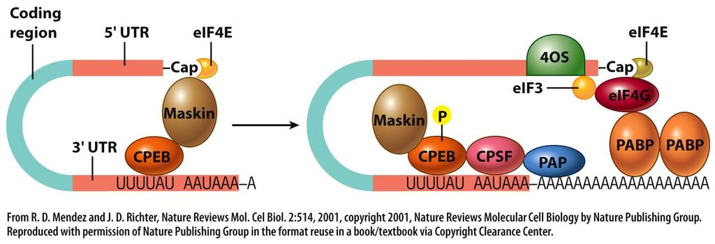 Translational control 23 Inactive Active Following fer>liza>on, CPEB is phosphorylated, which displaces Maskin.