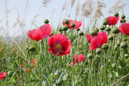 Compounds from daffodil bulbs are being used to treat Alzheimer's disease and opium compounds from the opium poppy are used to make powerful painkillers.