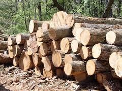 Timber from trees is used for furniture and for roof beams, doors and skirting in the construction industry; wood pulp is used in paper making; cotton from the cotton