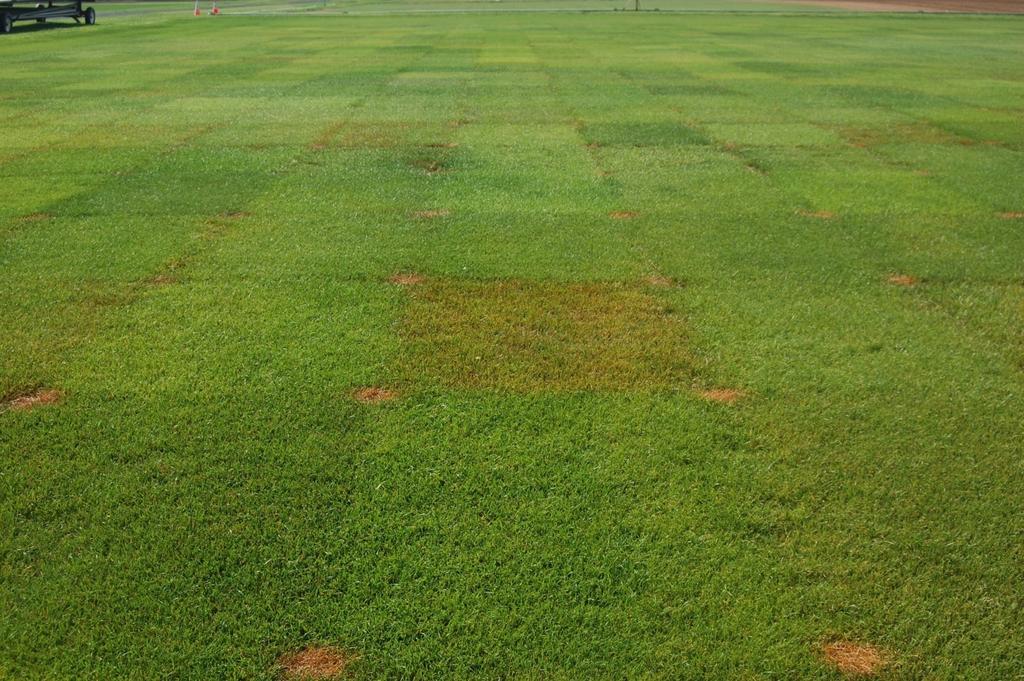 Rusts Major hosts: Perennial ryegrass and