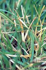 Dollar Spot Major hosts: Control : Perennial ryegrass and Fine fescues maintain adequate