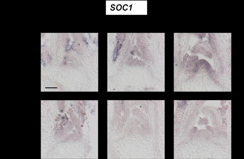 Supplemental Figure 8. Time course analysis of SOC1 expression in Col and ft-10 tsf-1.