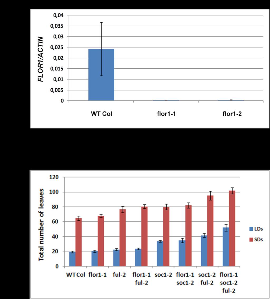 Supplemental Figure 9. Genetic and molecular analysis of flor1 mutations. (A) Expression of FLOR1 measured by q-rt PCR.