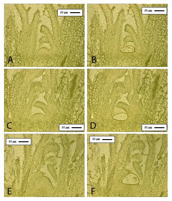 Supplemental Figure 4. Laser microdissection performed on WT Col apices during the floral transition. Plants were grown for two weeks in SDs prior to LD induction.
