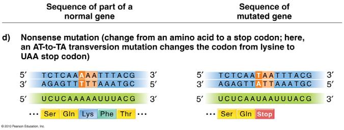 CONCEPTS OF GENOMIC BIOLOGY Page 5-12 When a missense mutation causes a stop codon rather than another amino acid being specified, it is referred to as a nonsense mutation.