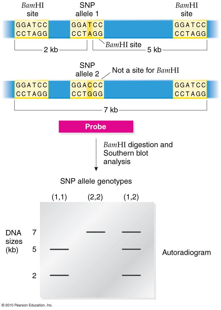 CONCEPTS OF GENOMIC BIOLOGY Page 5-8 Figure 5.4.