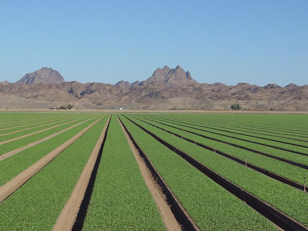 Arizona Vegetable IPM Team IPM Implementation for Specialty Crops Produced on 134,000 acres at value of > $900 million annually.