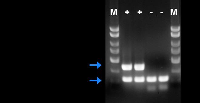 Figure 1: A representative 1X TAE, 1.4 % agarose gel showing the amplification of A. niger at different concentrations. The size of the A.