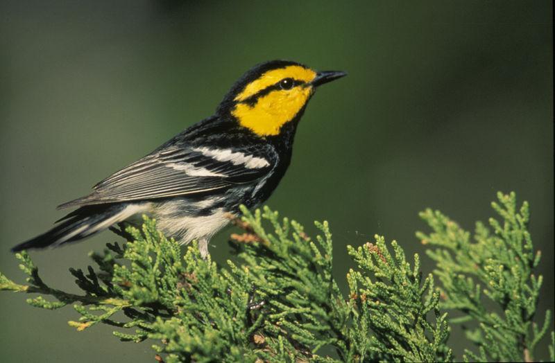 Fort Hood RCS: Golden Cheeked Warbler Successful proof of concept demonstration Temporary credits apply to temporary impacts permanent credits are needed for permanent impacts