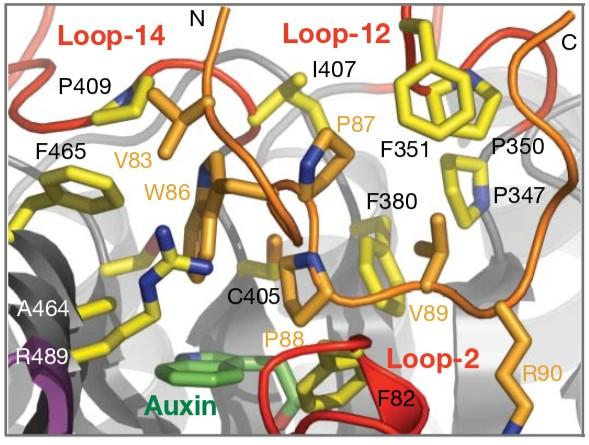 structure central hydrophobic motif GWPPV reaches into the binding pocket