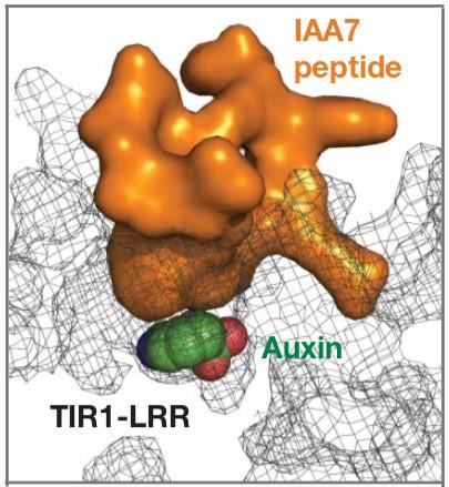 TIR1 AUX/IAA interaction auxin molecule fills a cavity in the