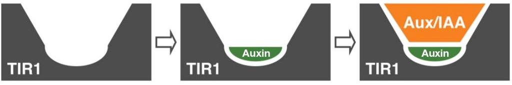 the interaction surface molecular glue model of auxin binding