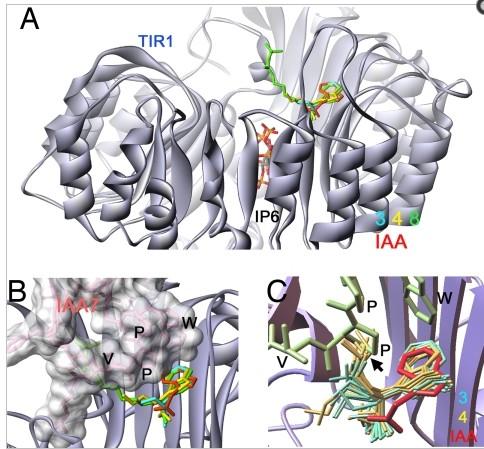 design of specific TIR1 inhibitors crystal structure shows: probe 3 is largely like