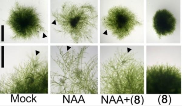 auxin are counteracted by