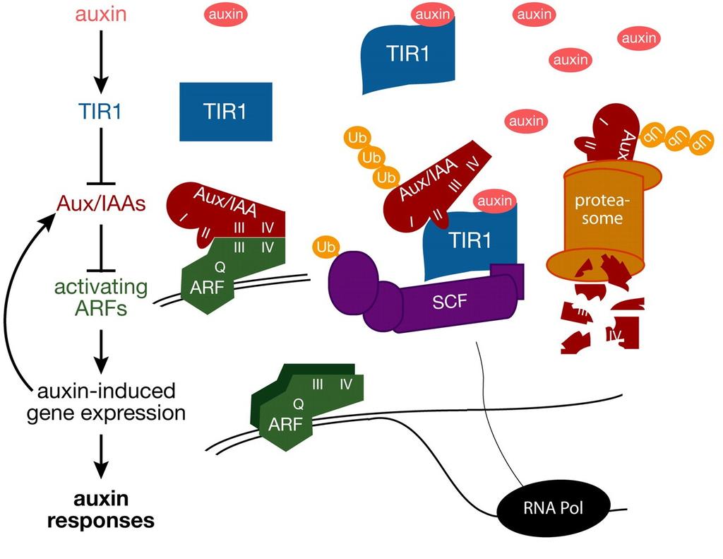 approach mechanism of auxin perception: TIR1 + auxin 3-D structure can provide