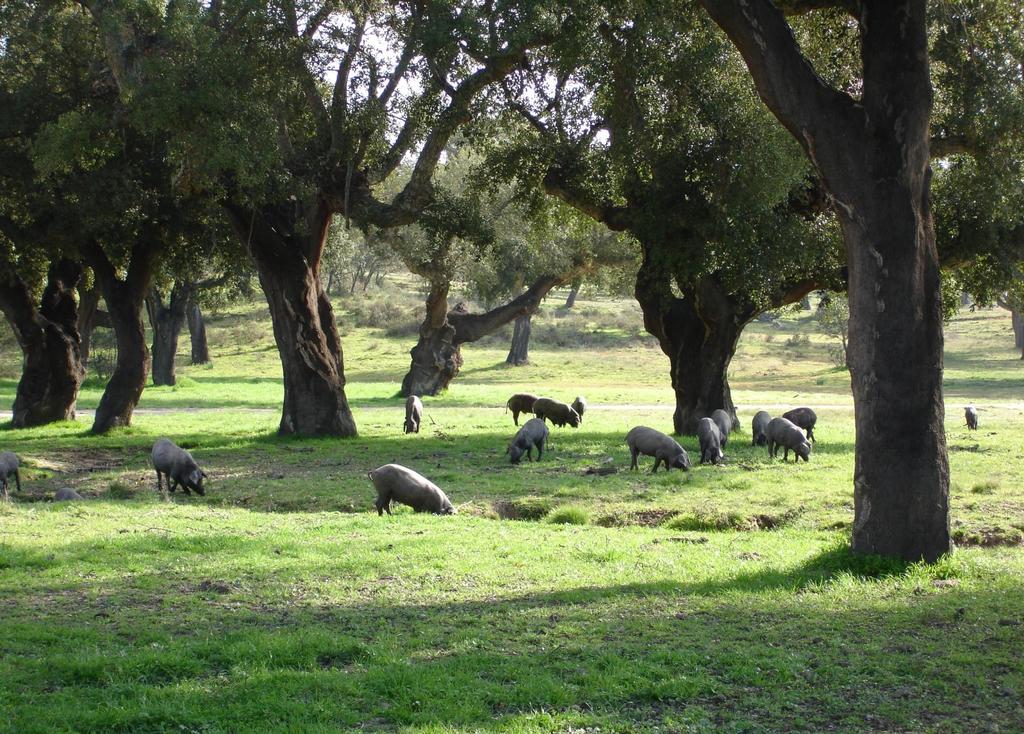 Iberian pigs foraging for