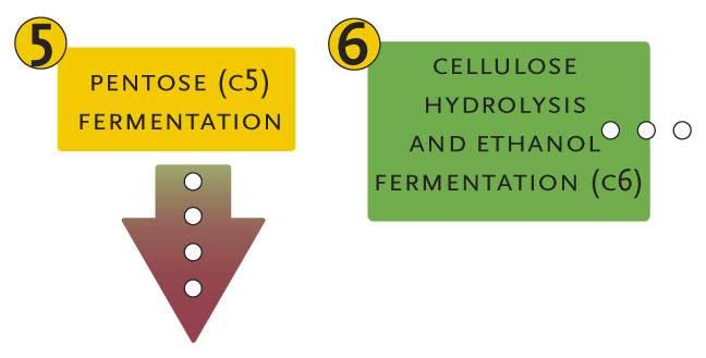 The Verenium Production Process: Fermentation of