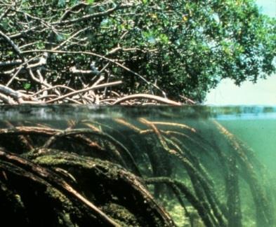ASEAN TEEB Scoping Study Case study 1: Mangroves Ecosystem services: Support to fisheries
