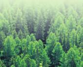 Coniferous Forests Coniferous forests are located in a band around the northern parts of the continents of