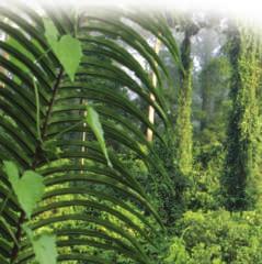Rain Forests The tropical rain forests make up a hot, wet biome located near the equator all around the world. In this climate, plants grow all year round, with no dormant period.