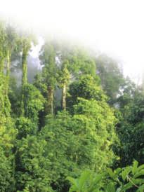 As you can see in the photo, the rain forest is full of lush, green growth. The tropical rain forest grows in layers. The upper canopy is formed by trees that grow up to 130 feet tall.