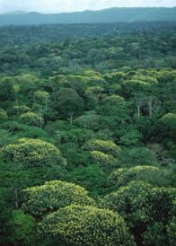 Because of the large number of different species and how they interact, it is almost impossible to restore a tropical rain forest that has been cleared.