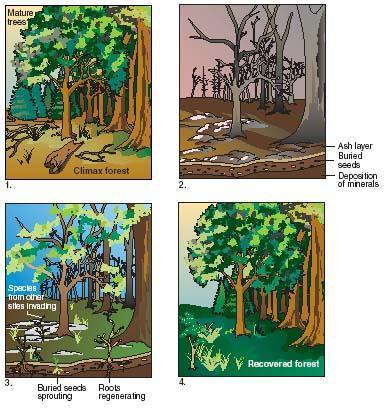 2. Secondary Succession (Page 95)-something was there before a.