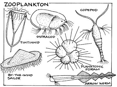 Zooplankton = Unicellular and small animals that feed on phytoplankton 1.