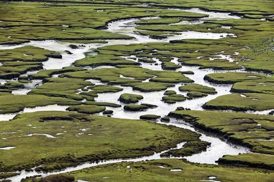 3. Three Types of Freshwater Wetlands: