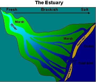 bays and estuaries across tropical regions, including