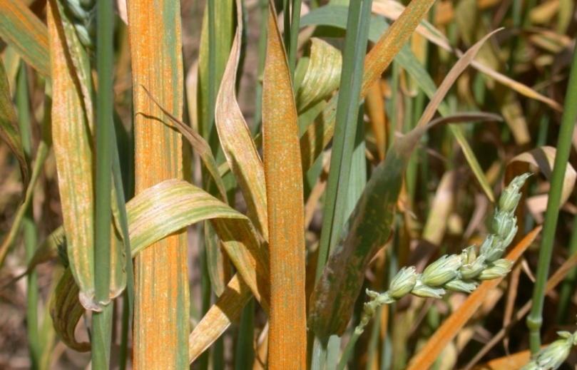 YELLOW RUST MANAGEMENT IN WHEAT Four Point Strategy (Joint Venture of University & Department of