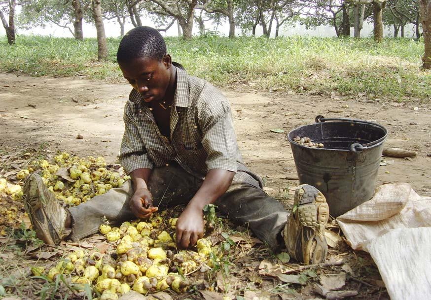 Objective of ACi The main goal of the African Cashew initiative (ACi), implemented by four partners; TechnoServe, African Cashew Alliance, FairMatch Support and GIZ, is to increase the