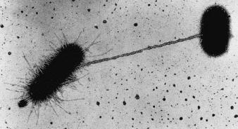 A mating pair of bacteria initially brought together by means of an F pilus. Electron microscopic image by Charles C. Brinton, Jr.