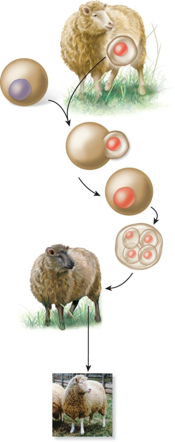 Copyright The McGraw-Hill Companies, Inc. Permission required for reproduction or display. 1 Donor sheep s mammary cell is extracted and grown in a tissue culture flask.