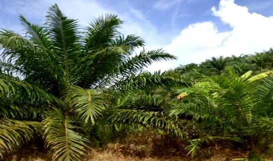 Leaf production of grove palm is much