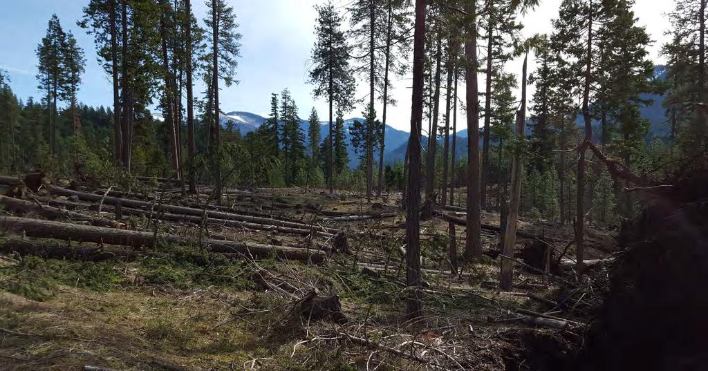 Approx 600 trees were blown over Because more trees were left during the restoration