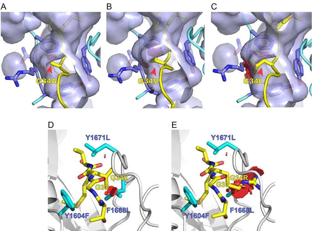Figure S3. Modeling of H3G34 mutants in the G33-G34 tunnels of SETD2 (A, B, C) and modeled NSD1/2/3 (D, E).
