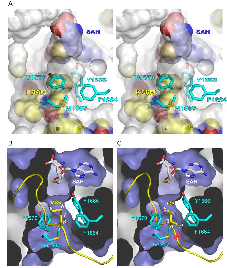 Figure S4. (A) Positioning of H3K36M in the SETD2 lysine access pocket. Figure is prepared in stereoview. The H3K36M peptide and SAH are shown as space-filling spheres.