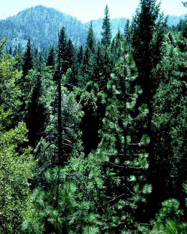 Temperate evergreen forest: warm/cold season but milder winters,