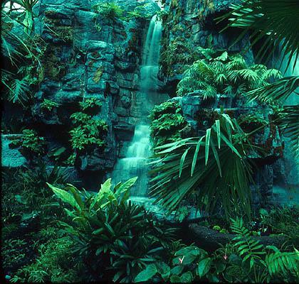 Tropical Forests: near equator, hot 2.