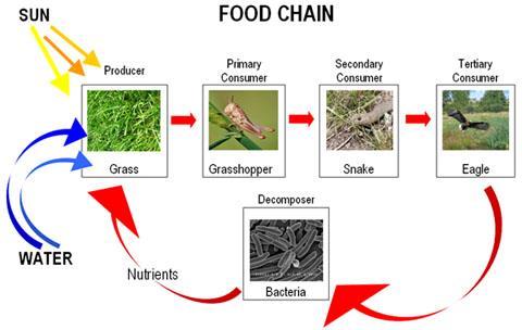TROPHIC LEVELS An organisms trophic (feeding) level is determined by the organism s source of