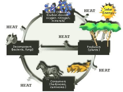 Energy Pyramid Model Organisms convert food (glucose) into energy.