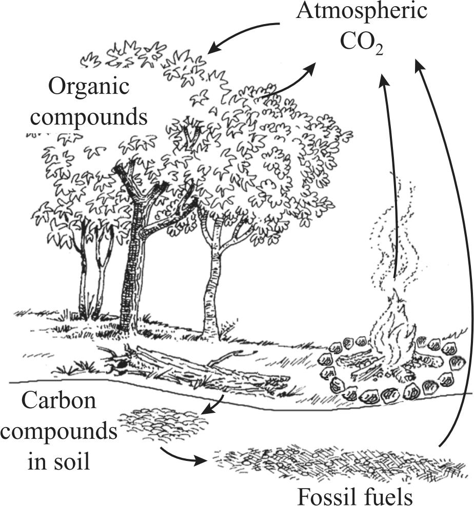 25. The diagram below shows part of the carbon cycle. 26. The following diagram shows the nitrogen cycle.