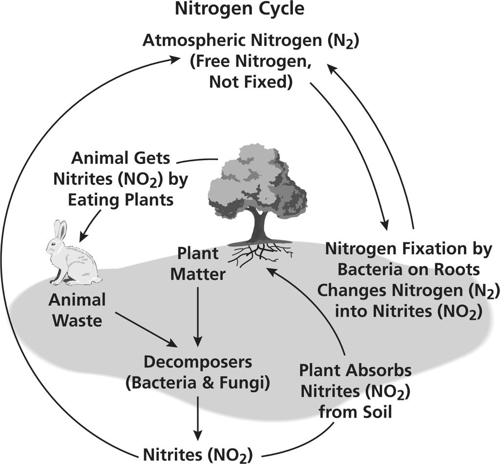 decreased combustion of fossil fuels. increased production of organic compounds nimals need nitrite (NO 2 ) to make proteins.