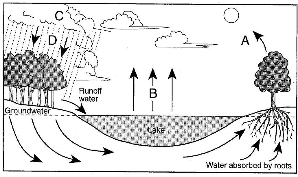 31. The letters in the diagram shown represent the processes involved in the water cycle. Which letter represents the process of transpiration 33. The diagram shown represents the nitrogen cycle.