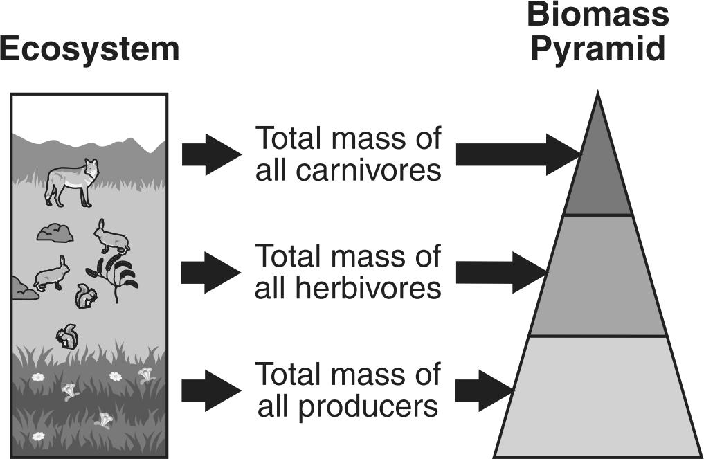 15. The energy pyramid below shows the flow of energy through the organisms in a kelp forest ecosystem in the Pacific Ocean. Use the energy pyramid to answer the following question(s). 16.