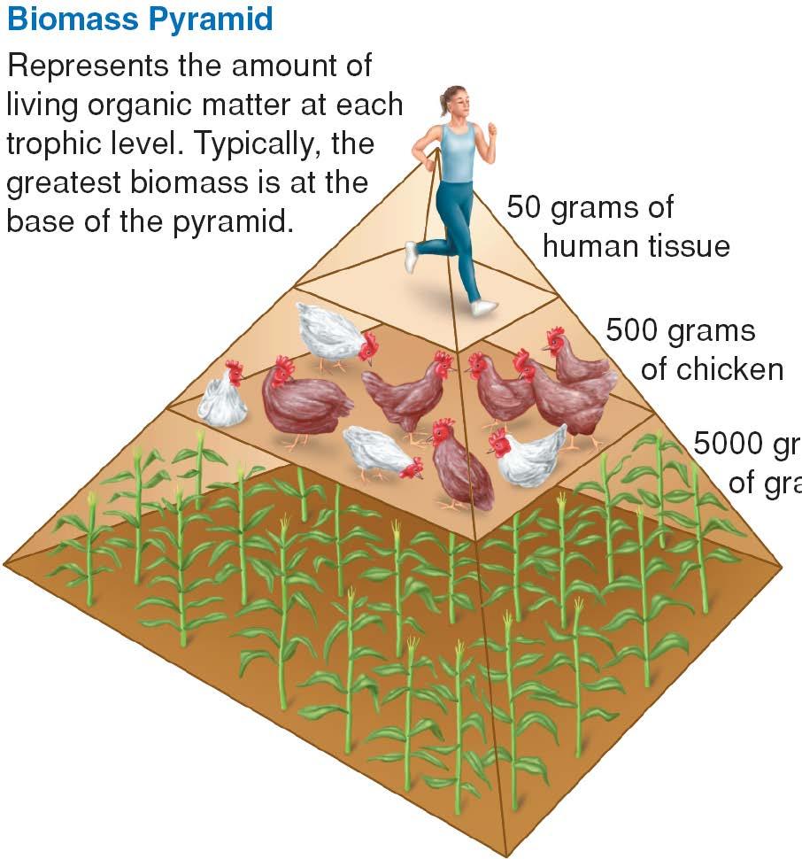 Biomass Pyramid: Represents the amount of living organic matter at each trophic level.