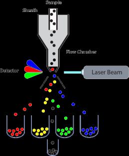 Laser beam Analysis cell CELL SEPARATION-SORTING CELL SEPARATION-SORTING 488 nm laser charged